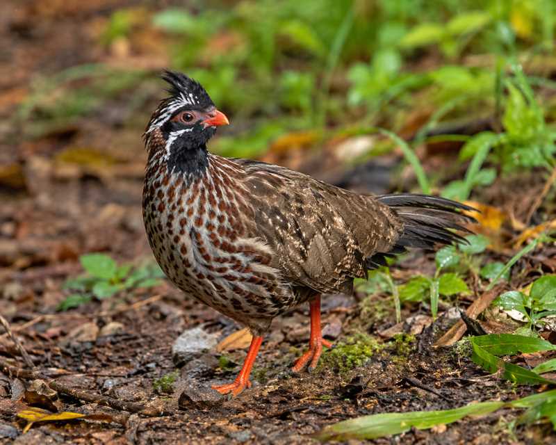 Image of a Bearded Wood Partridge in its natural habitat