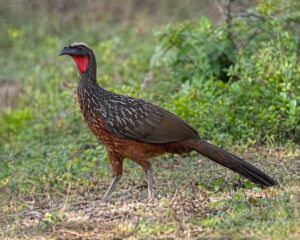 Image of a Chestnut-bellied Guan in its natural habitat