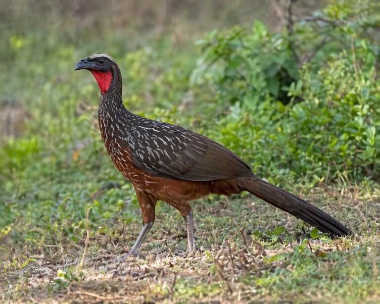 Image of a Chestnut-bellied Guan in its natural habitat