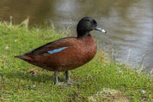 Image of a Hartlaub's Duck in its natural habitat
