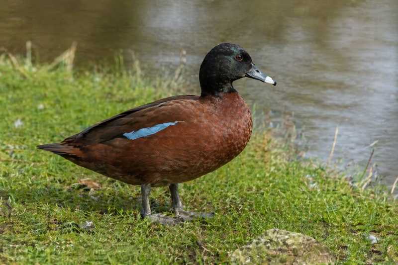 Image of a Hartlaub's Duck in its natural habitat