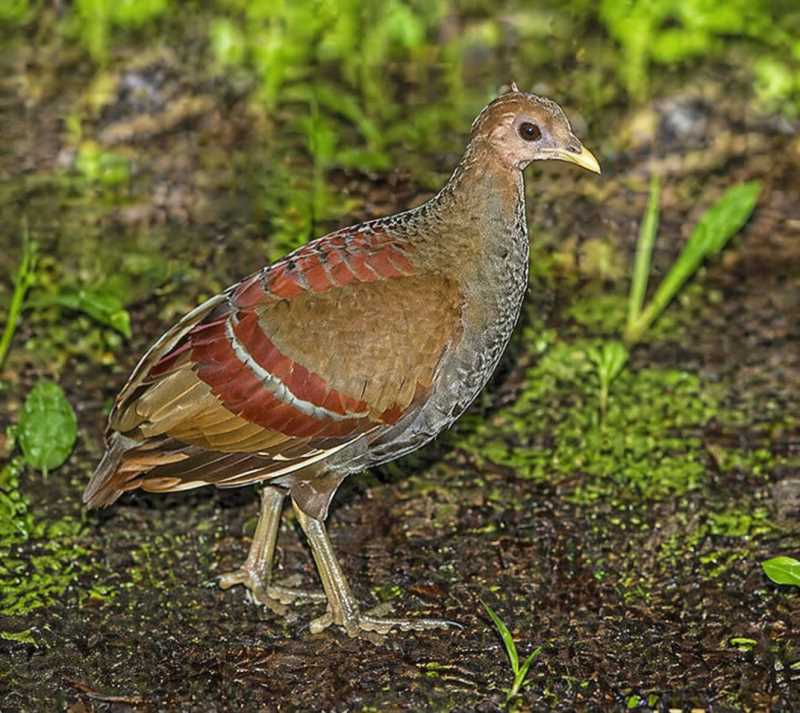 Image of a Moluccan Megapode in its natural habitat