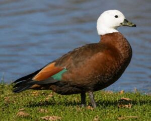 Image of a Paradise Shelduck in its natural habitat