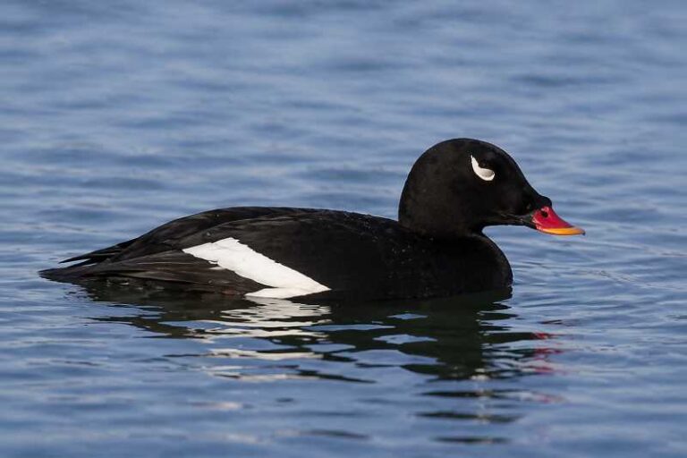 Image of a Stejneger's Scoter in its natural habitat