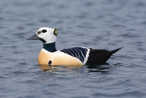 Image of a Steller's Eider in its natural habitat