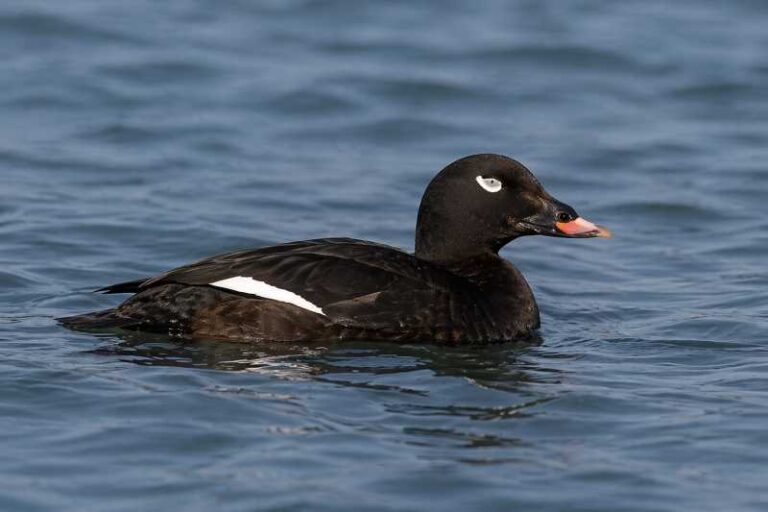 Image of a White-winged Scoter in its natural habitat