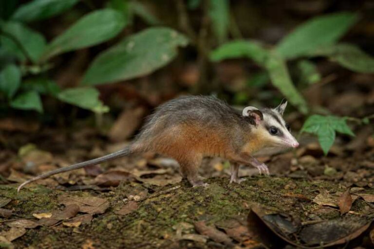 Image of a Amazonian Red-sided Opossum in its natural habitat