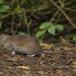 Image of a Andaman Archipelago Rat in its natural habitat