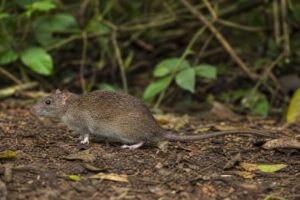 Image of a Andaman Archipelago Rat in its natural habitat