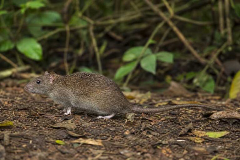 Image of a Andaman Archipelago Rat in its natural habitat