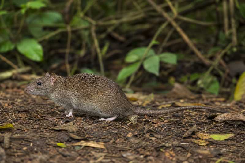 Image of a Andaman Archipelago Rat in its natural habitat
