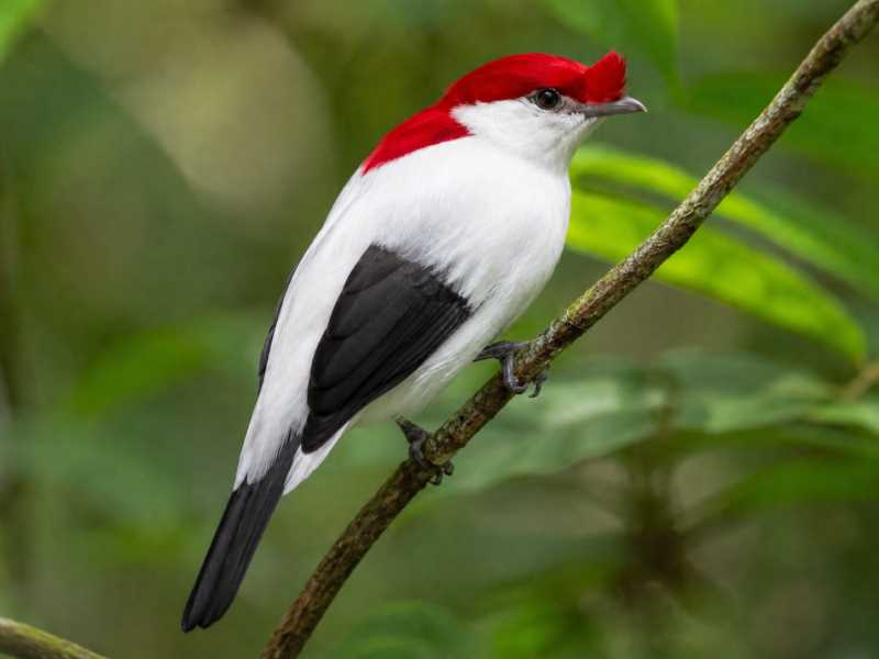 Image of a Araripe Manakin in its natural habitat