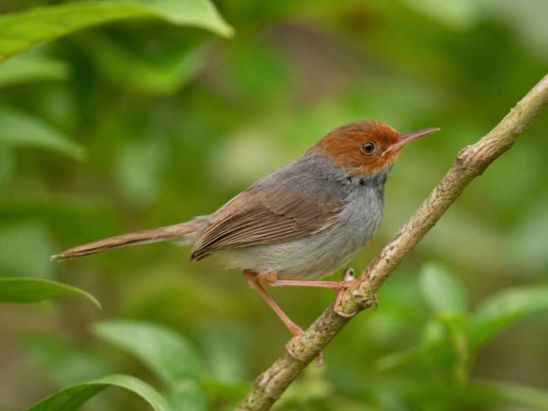 Image of a Ashy Tailorbird in its natural habitat