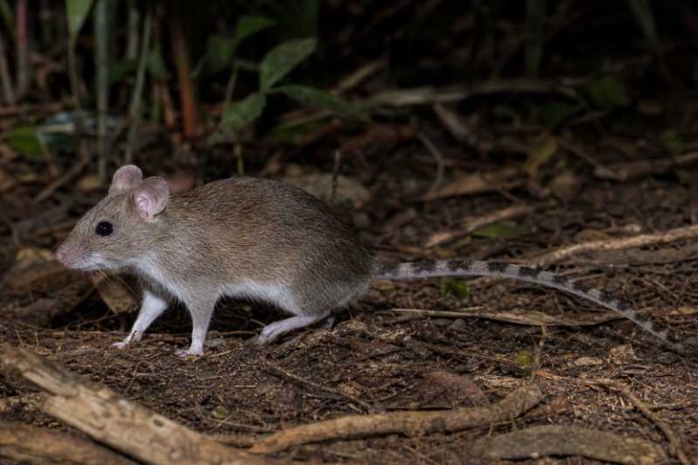 Image of a Bannister's Mosaic-tailed Rat in its natural habitat
