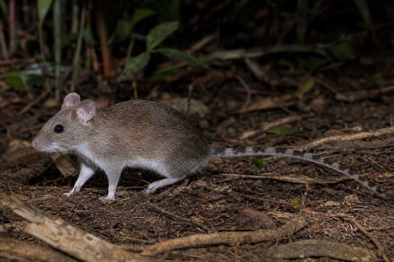 Image of a Bannister's Mosaic-tailed Rat in its natural habitat