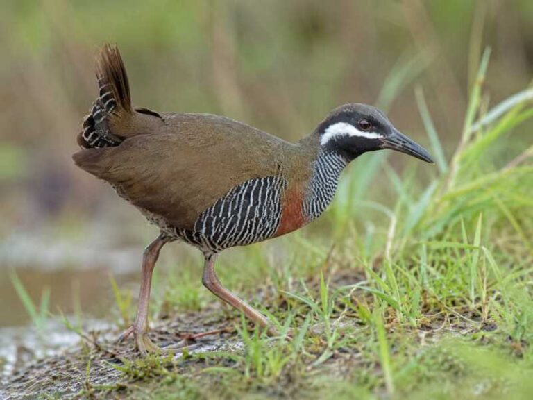 Image of a Barred Rail in its natural habitat