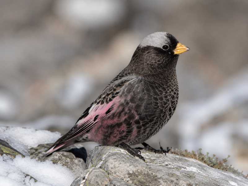 Image of a Black Rosy Finch in its natural habitat