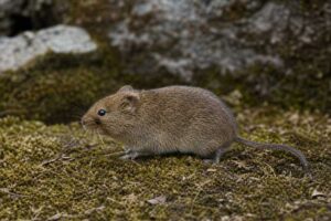 Image of a Bomi Mountain Vole in its natural habitat