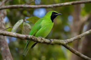 Image of a Bornean Leafbird in its natural habitat