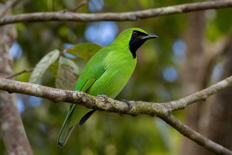 Image of a Bornean Leafbird in its natural habitat