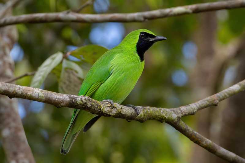 Image of a Bornean Leafbird in its natural habitat