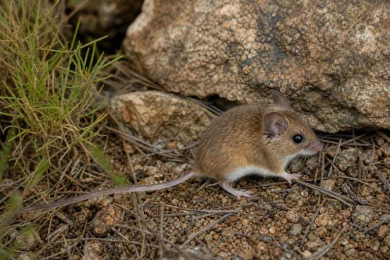 Image of a Broad-faced Deermouse in its natural habitat
