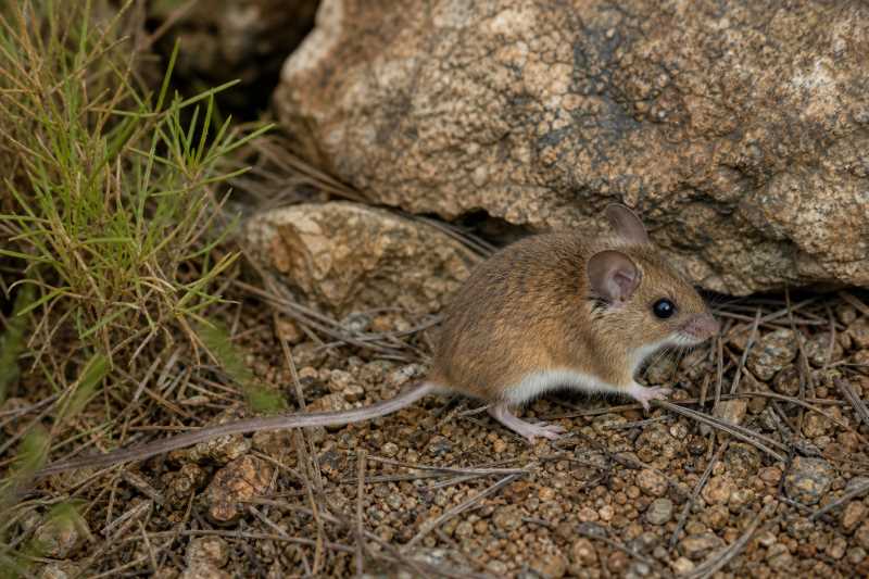 Image of a Broad-faced Deermouse in its natural habitat