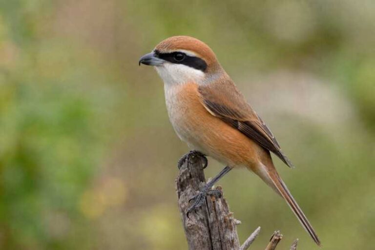 Image of a Brown Shrike in its natural habitat