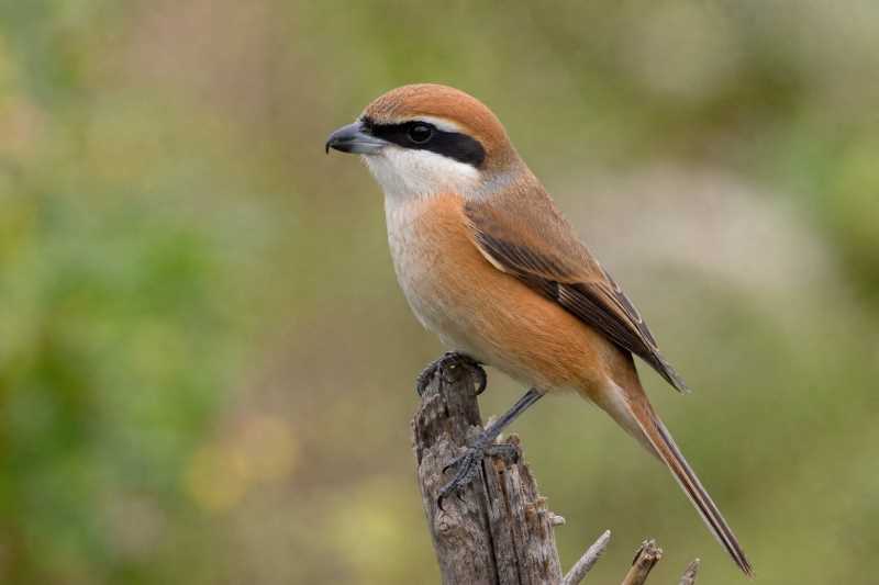 Image of a Brown Shrike in its natural habitat