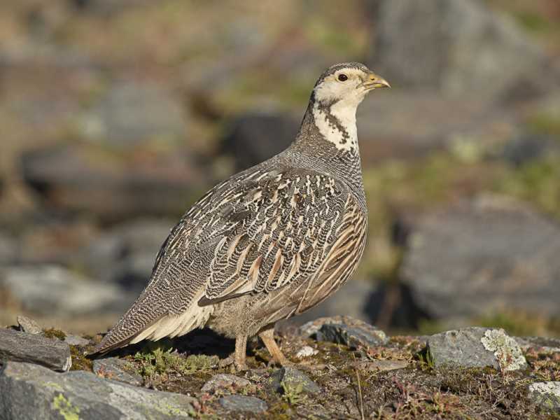 Image of a Caucasian Snowcock in its natural habitat
