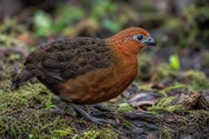 Image of a Chestnut Wood Quail in its natural habitat