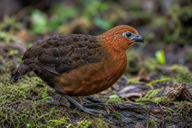 Image of a Chestnut Wood Quail in its natural habitat