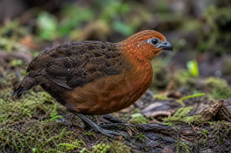 Image of a Chestnut Wood Quail in its natural habitat