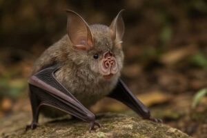 Image of a Chiew Kwee's Horseshoe Bat in its natural habitat