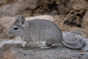 Image of a Chilean Chinchilla in its natural habitat