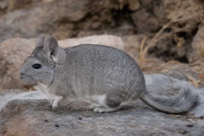 Image of a Chilean Chinchilla in its natural habitat