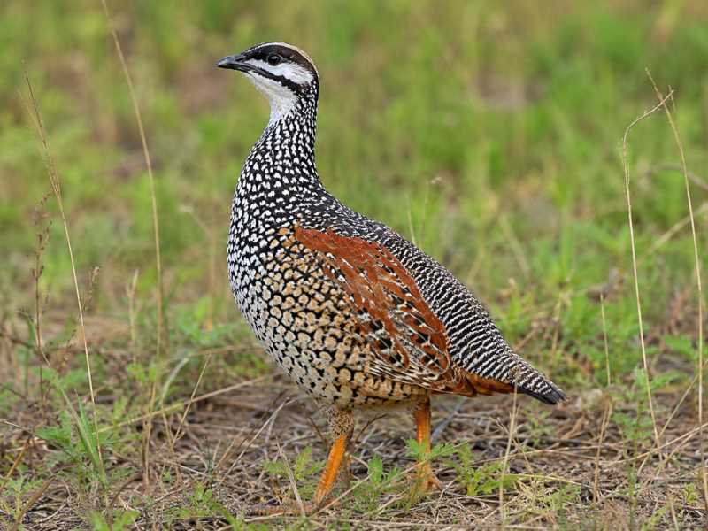 Image of a Chinese Francolin in its natural habitat