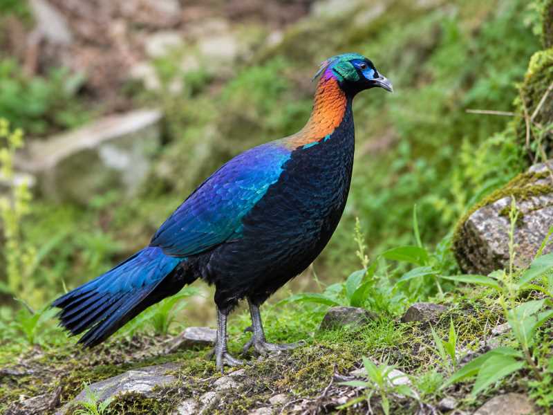 Image of a Chinese Monal in its natural habitat