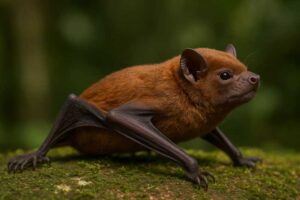 Image of a Cinnamon Dog-faced Bat in its natural habitat