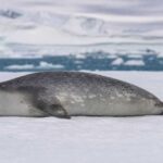 Image of a Crabeater Seal in its natural habitat