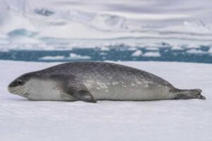 Image of a Crabeater Seal in its natural habitat