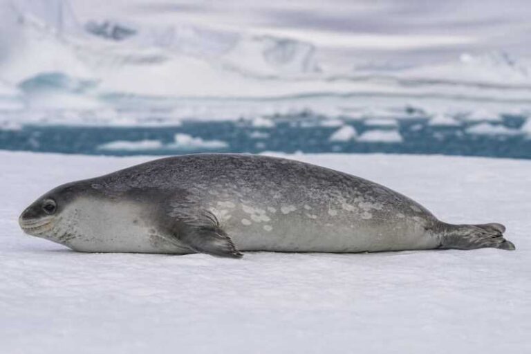Image of a Crabeater Seal in its natural habitat
