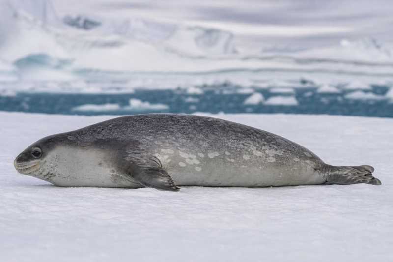 Image of a Crabeater Seal in its natural habitat