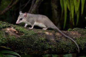 Image of a Creighton's Slender Opossum in its natural habitat