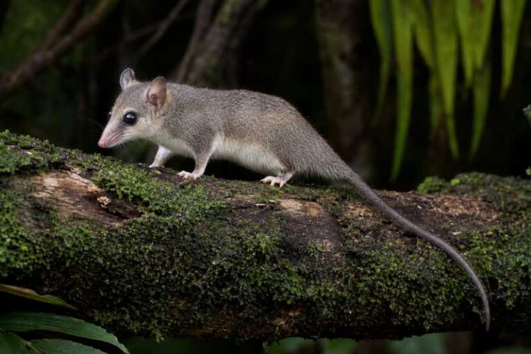 Image of a Creighton's Slender Opossum in its natural habitat
