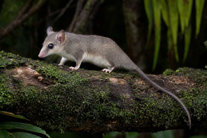 Image of a Creighton's Slender Opossum in its natural habitat
