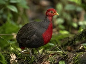 Image of a Crimson-headed Partridge in its natural habitat
