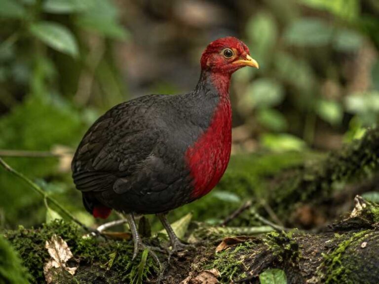 Image of a Crimson-headed Partridge in its natural habitat
