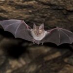 Image of a Damara Horseshoe Bat in its natural habitat