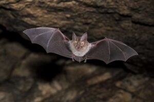 Image of a Damara Horseshoe Bat in its natural habitat